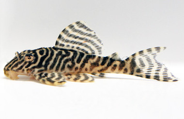 Gypsy King Tiger Plecostomus L-66 :: 68447