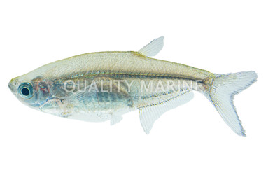 Leaping Barb :: 08053