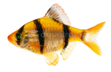 Glo Sunburst Orange Barb :: 08502