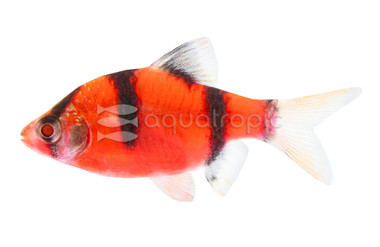 Glo Starfire Red Barb :: 08504