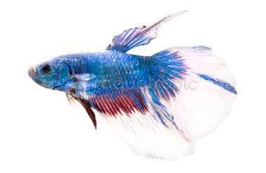 Rosetail, Male :: 10007