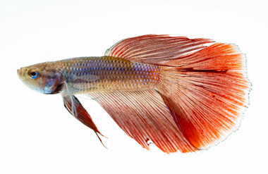 Rosetail Red, Male :: 10039