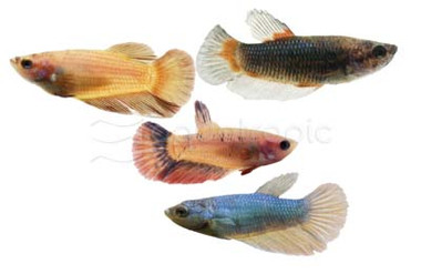 Mixed Color Betta, Female  :: 10500