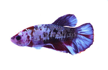 Plakat Red Koi Copper, Male :: 10611