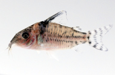 Agassizii :: 17005