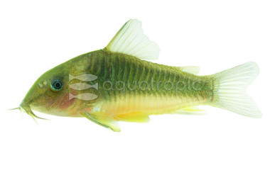 Gold Green Catfish :: 17016