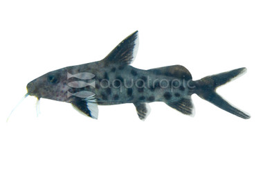 Piedratus Synodontis Catfish :: 17046