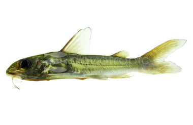 Aluminum Catfish :: 17200