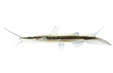 Shovelnose Lima :: 17301