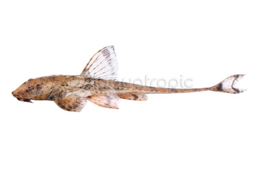 Loricaria Whiptail Catfish :: 17309