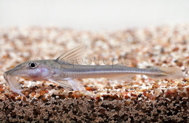 Sturgeon Peruvian :: 17314