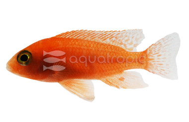 Sunburst Peacock Malawi Cichlid :: 18009