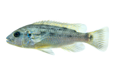 "Williamsi North" Blue Lips :: 18023