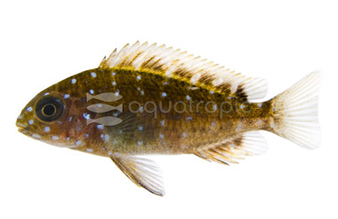 T. Duboisi Spotted Juvenile :: 18046