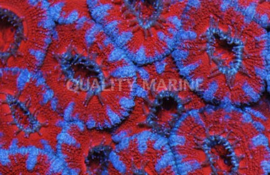 Red/White Acanthastrea Coral :: 61237