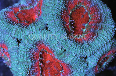 Red/Green Acanthastrea Coral :: 61257