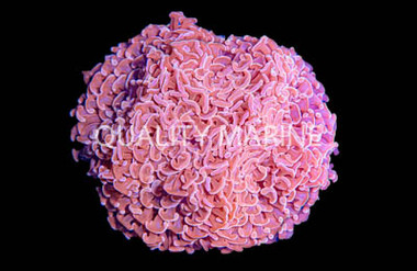 Orange Tip Branching Hammer Coral :: 62414