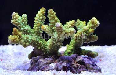 Neon Green Nobilis Acropora Coral :: 66062