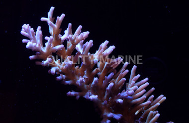 Purple Caroliniana Acropora Coral :: 66102