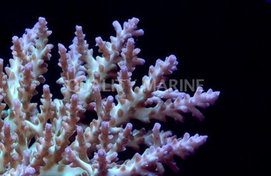 Purple Desalwii Acropora Coral :: 66109