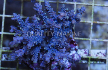 Horrida Acropora Coral :: 66110