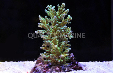 Neon Green Selago Acropora Coral :: 66167