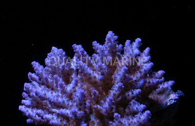 Purple Subulata Acropora Coral :: 66203