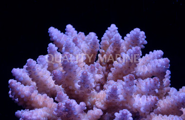 Nasuta Acropora Coral :: 66205