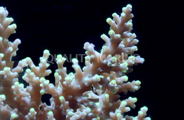 "Green Dragon" Carduus Acropora Coral :: 66212