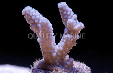 Blue Samoensis Acropora Coral :: 66284