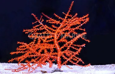 Orange Tree Gorgonian :: 51007