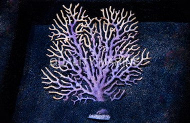 Blue Gorgonian :: 51023