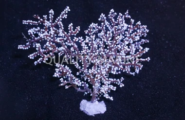 Blueberry Gorgonian :: 51028