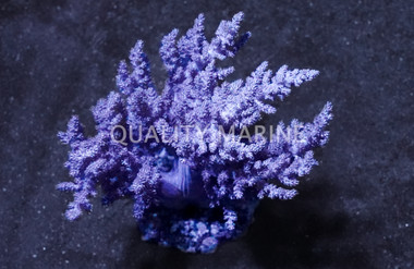 Pink Litophyton Tree Coral :: 51515