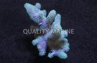 Green Thick Finger Leather Coral :: 51525