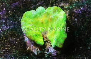 Yellow Devil's Hand Tree Coral :: 51527