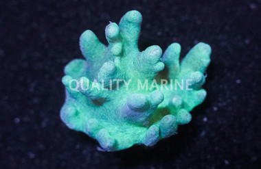 Green Devil's Hand Tree Coral :: 51532