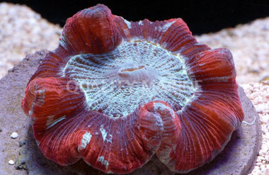 Red Trachyphyllia Coral :: 52011