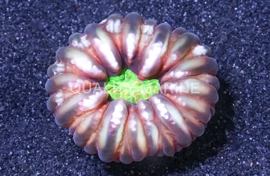Button Coral :: 52016