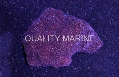Purple Encrusting Montipora Coral :: 52031