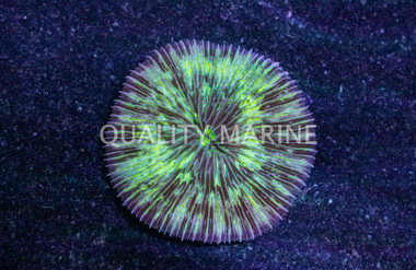 Short Tentacle Plate Coral :: 52038