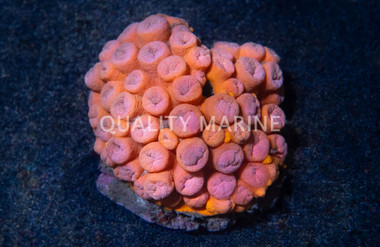 Orange Tube Coral :: 52050