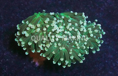 Green Torch Coral :: 52062