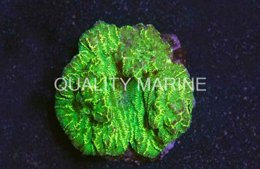 Merulina Coral :: 52084