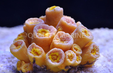 Yellow Tube Coral :: 52105