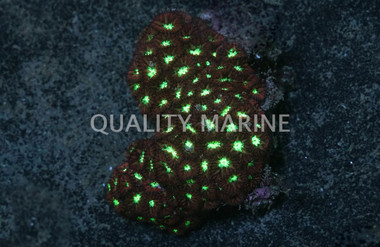 Blastomussa Merleti Coral :: 52130