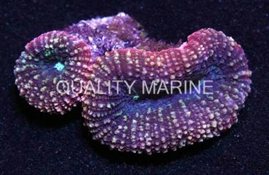 Moonstone Coral :: 52137