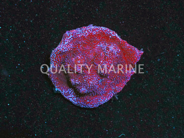 Superman Encrusting Montipora Coral :: 52138