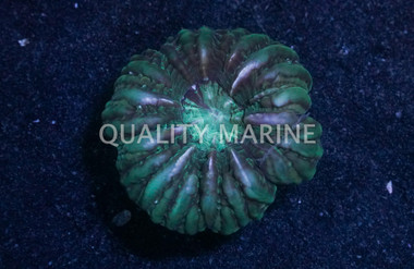 Green Button Coral :: 52149