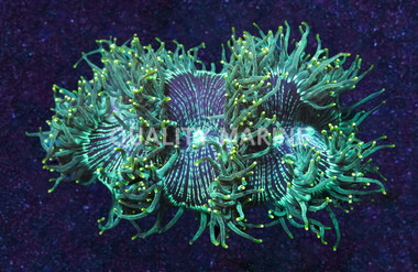 Pink/Purple Tip Elegance Coral, Fiji :: 52151